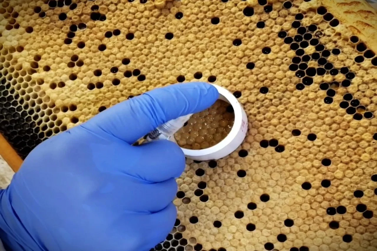 Realizando el test UBO para seleccionar abejas resistentes a varroa