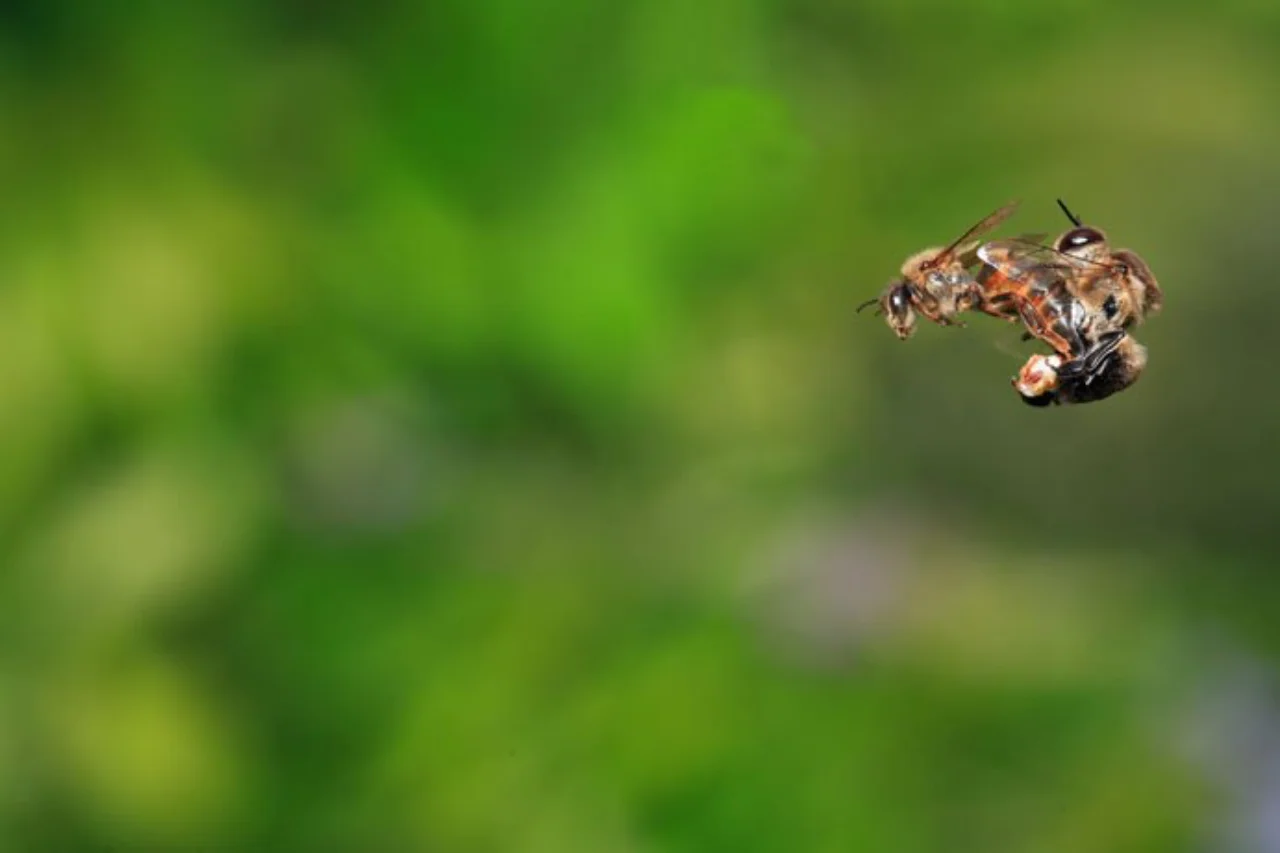 fotografía de un apareamiento en vuelo entre una reina y un zángano