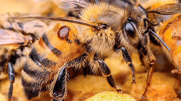 ácaro varroa sobre una abeja adulta