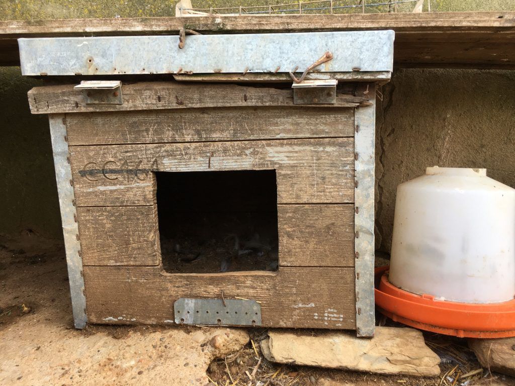 imagen de una colmena Layens convertida en ponedero para gallinas