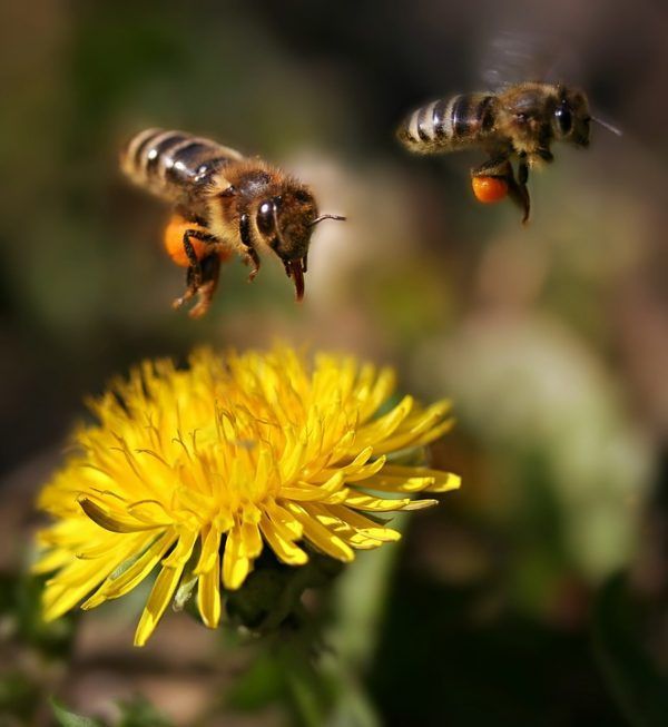 imagen donde se observan dos abejas con polen en la patas realizando el proceso de polinización de las plantas