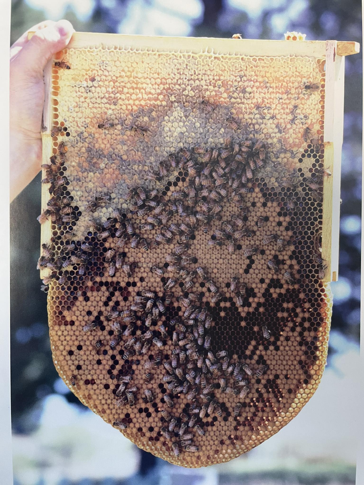 cuadro de una colmenas con un panal construido sin lámina de cera estampada