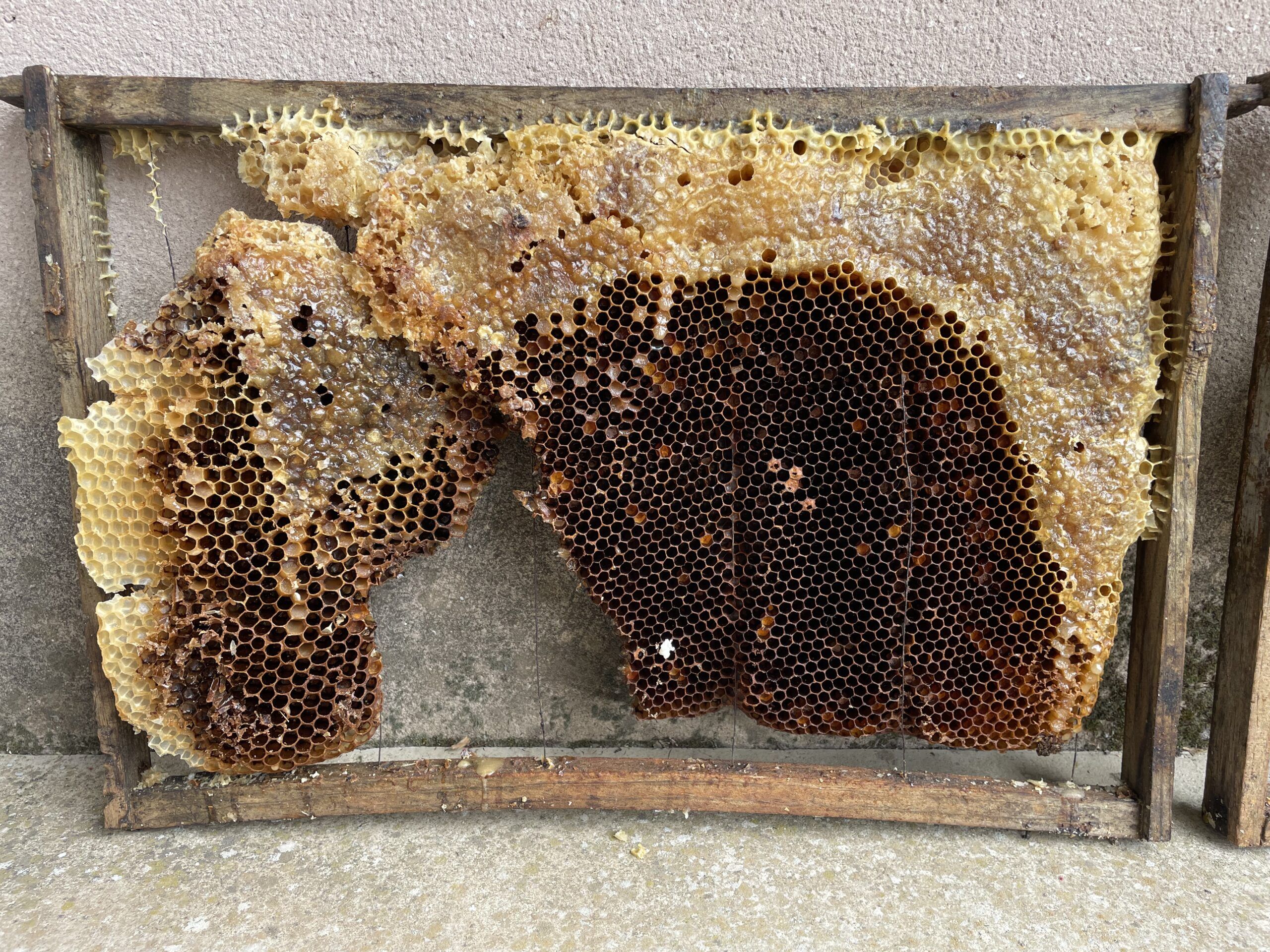 imagen donde se observa un cuadro de una colmena Dadant donde las abejas han construido un panal irregular sin el uso de láminas de cera estampada