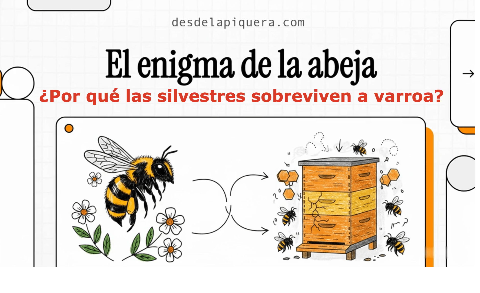 imagen de cabecera del vídeo sobre por qué las abejas silvestres sobreviven a varroa